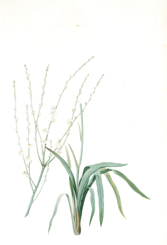 Detail of Phalangium elatum, Chlorophytum elatum; Phalangère élancée, Spider plant by Pierre Joseph Redouté