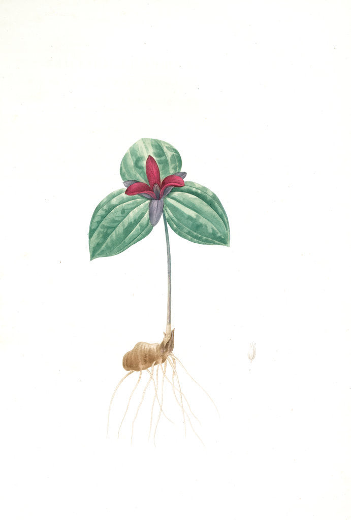 Detail of Trillium sessile, Trillium sessile, Wood-lily; Birthroot, Wake Robin, Stinking Benjamin by Pierre Joseph Redouté