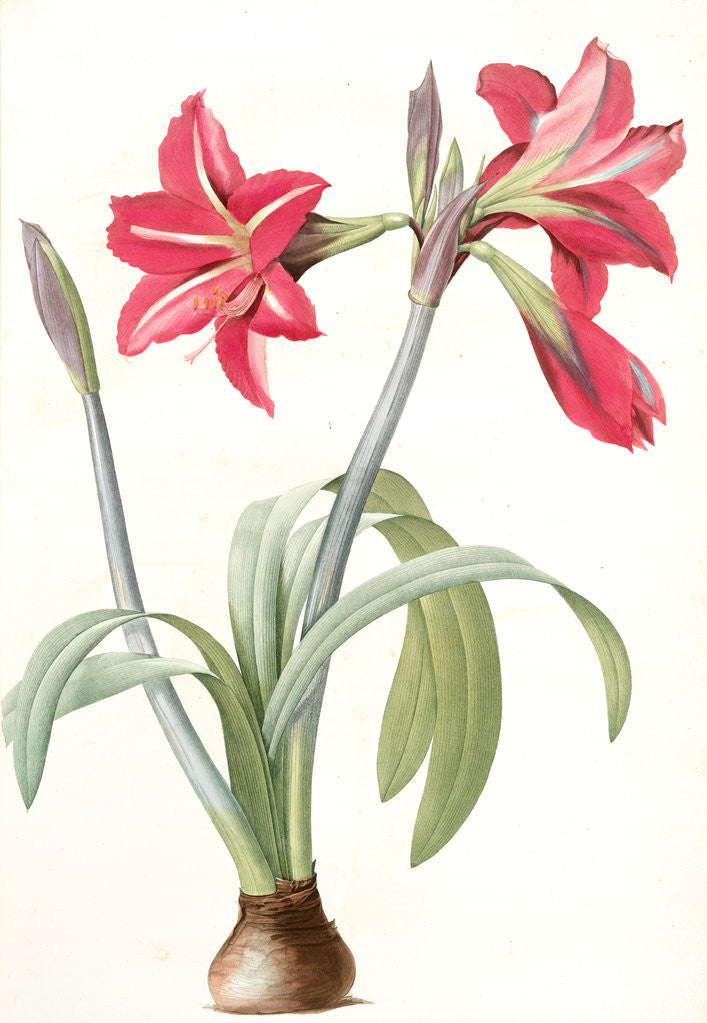 Detail of Amaryllis brasiliensis, Hippeastrum equestre; Amaryllis brèsilienne; Barbados Lily by Pierre Joseph Redouté