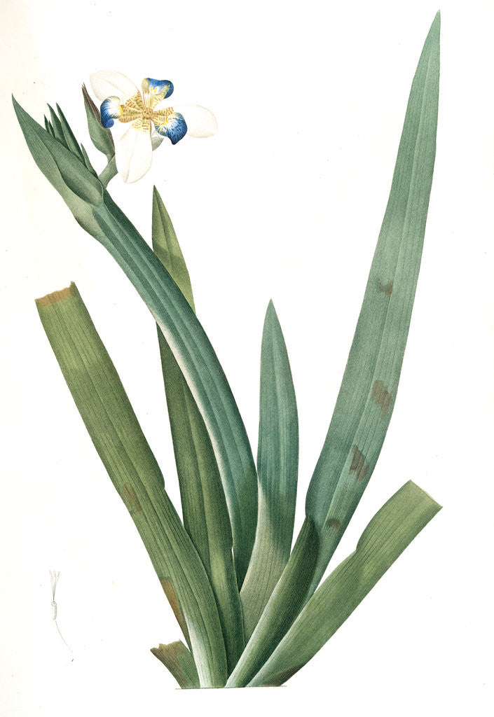 Detail of Moraea vaginata, Neomarica Northiana; Morée à longue gaine, Walking Iris; North's false flag; Apostle plant by Pierre Joseph Redouté