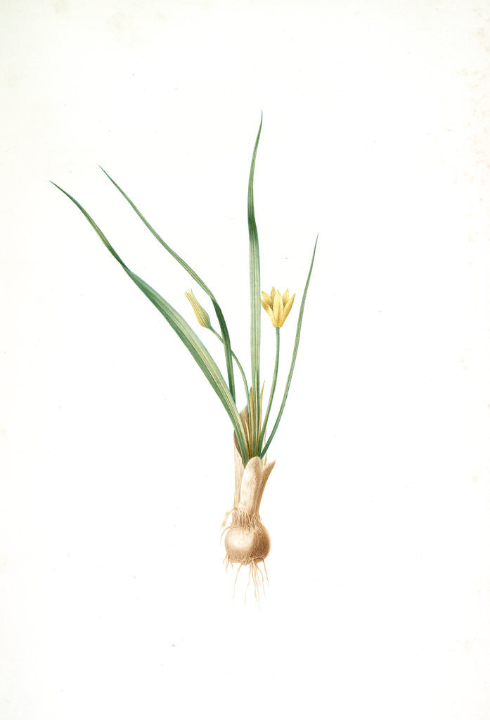 Detail of Hypoxis luzulaefolia, Curculigo plicata; Hypoxis a feuilles de luzule, Palm grass by Pierre Joseph Redouté