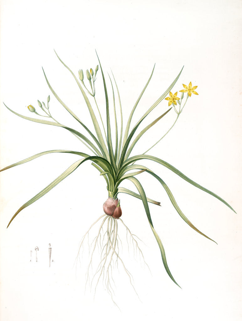 Detail of Hypoxia erecta, Hypoxis hirsuta; Hypoxis droite, Common Gold star by Pierre Joseph Redouté
