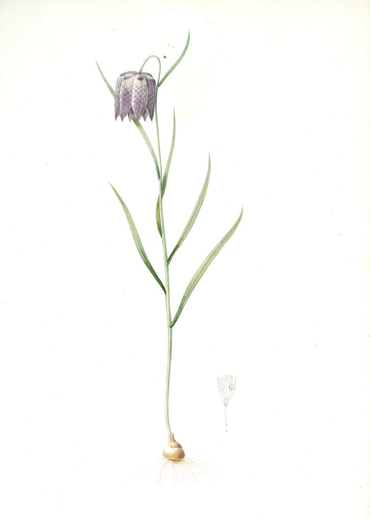 Detail of Fritillaria meleagris, Fritillaire pintade; Snakehead fritillary; Checkered lily by Pierre Joseph Redouté