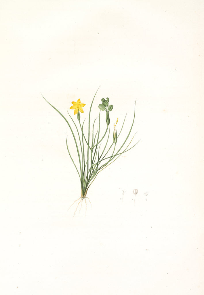 Detail of Sisyrinchium tenuifolium, Bermudienne a feuilles menues by Pierre Joseph Redouté