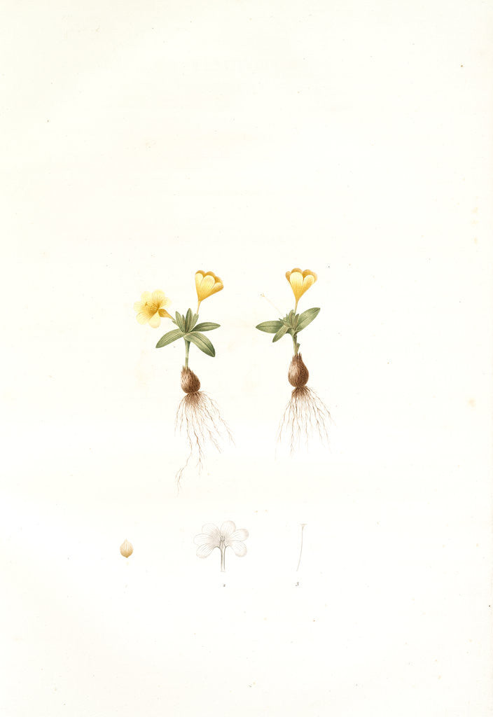 Detail of Galaxia ovata, Galaxia à feuilles ovales, Ovate-leaved galaxia by Pierre Joseph Redouté