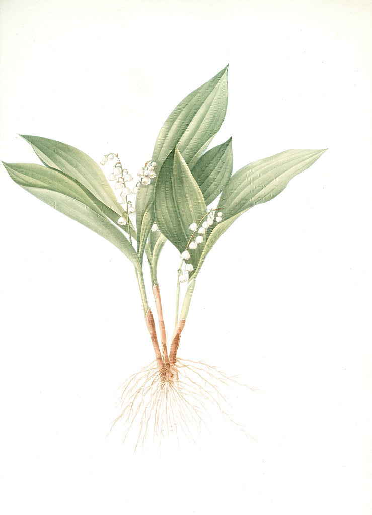 Detail of Convallaria majalis, Muguet de Mai; Lily of the valley by Pierre Joseph Redouté