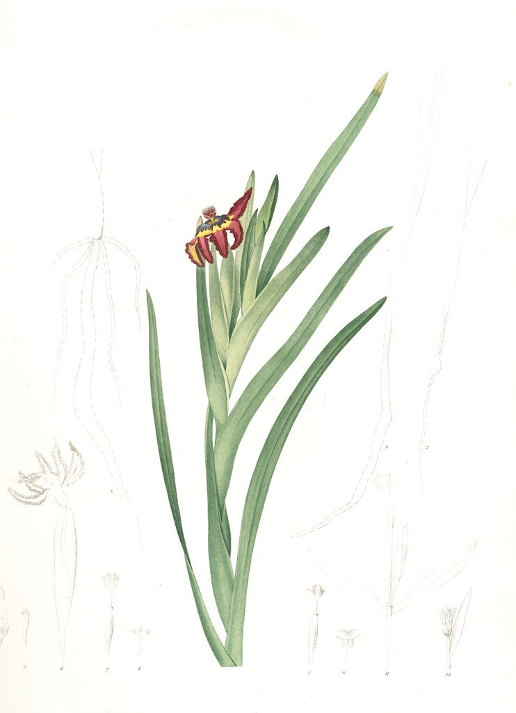 Detail of Ferraria Ferrariola, Ferrarie ferrariole by Pierre Joseph Redouté