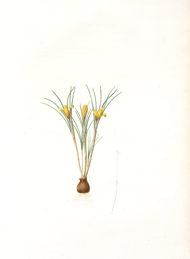 Detail of Crocus susianus, Safran de Suse; Cloth-of-Gold Crocus by Pierre Joseph Redouté