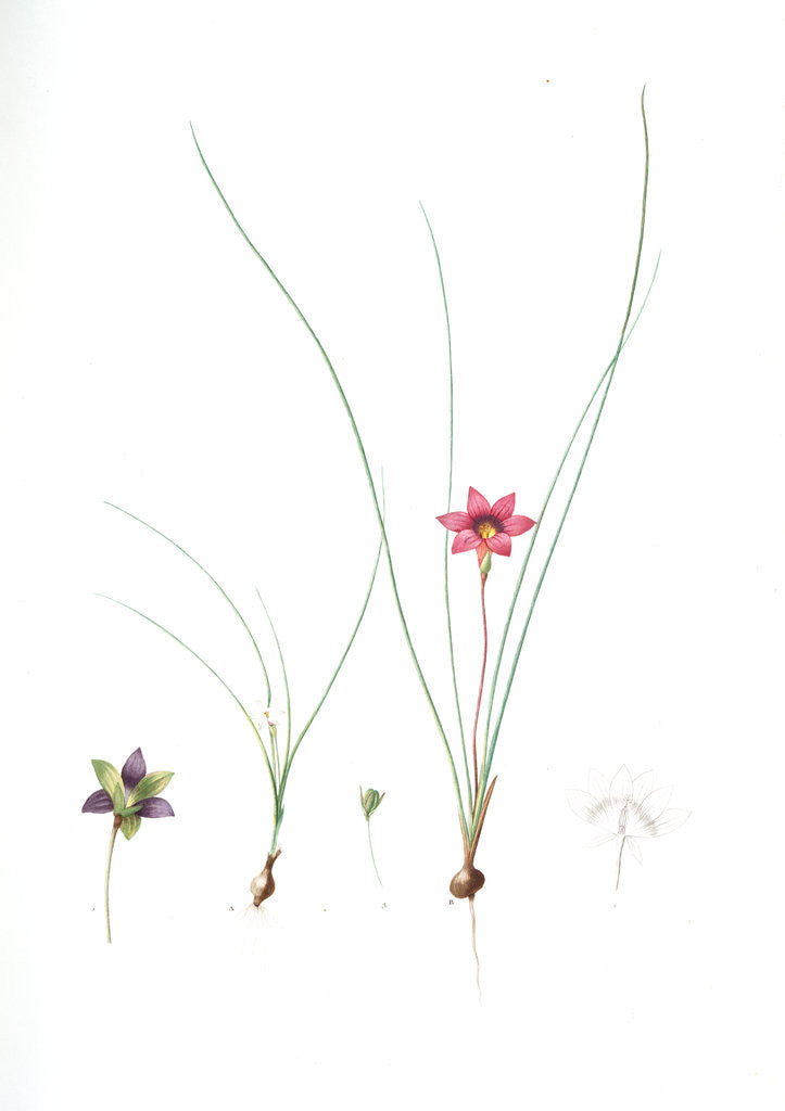 Detail of Ixia bulbocodium, Romulea sp; Ixia bulbocode, Crocus-leaved Ixia by Pierre Joseph Redouté