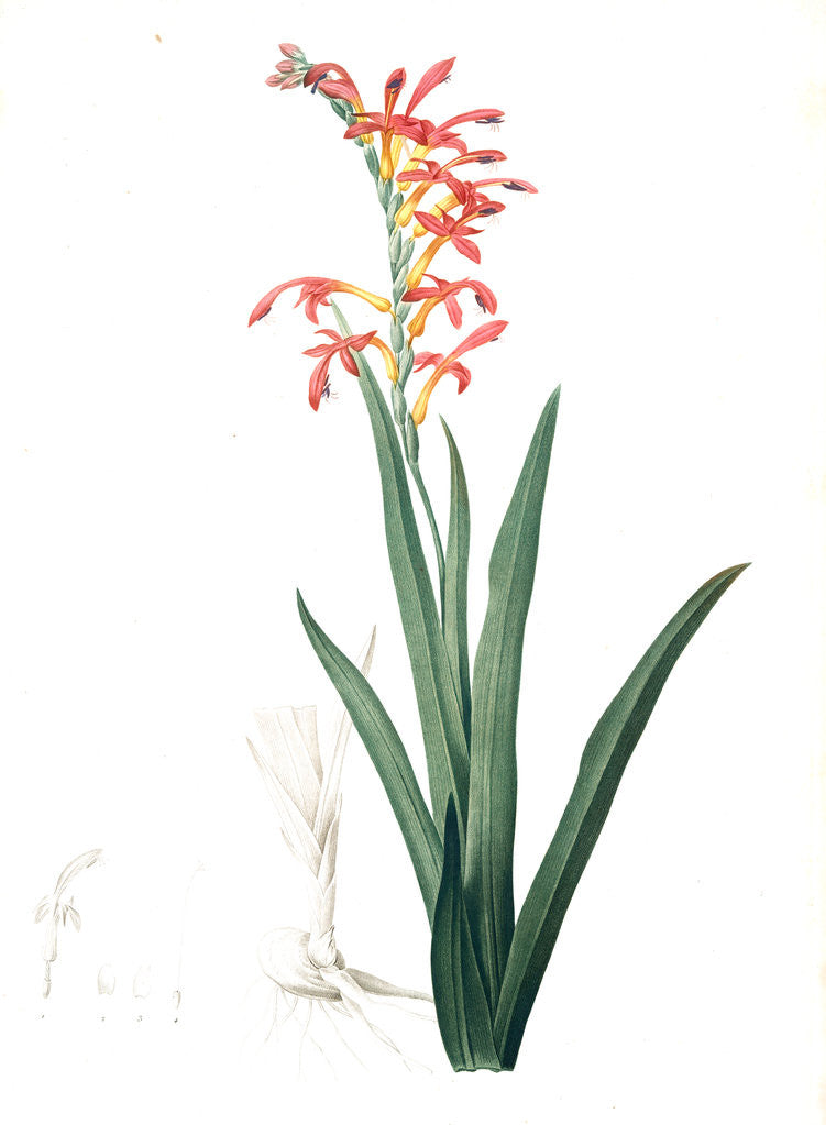 Detail of Antholyza aethiopica, Chasmanthe aethiopica; Antholyze d'Ethiopie, Suurkanol; Suurpypie; African cornflag by Pierre Joseph Redouté