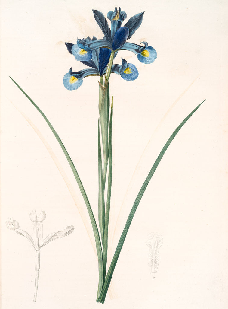 Detail of Iris Xiphium, Iris xiphium; Iris xiphium; Spanish Iris, Bulbous Iris by Pierre Joseph Redouté