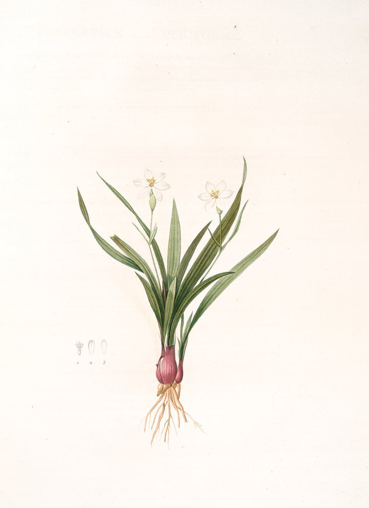 Detail of Pancratium calathiforme, Hymenocallis calathina; Pancrace à grand nectaire; Basket-flower, Basket Lily by Pierre Joseph Redouté