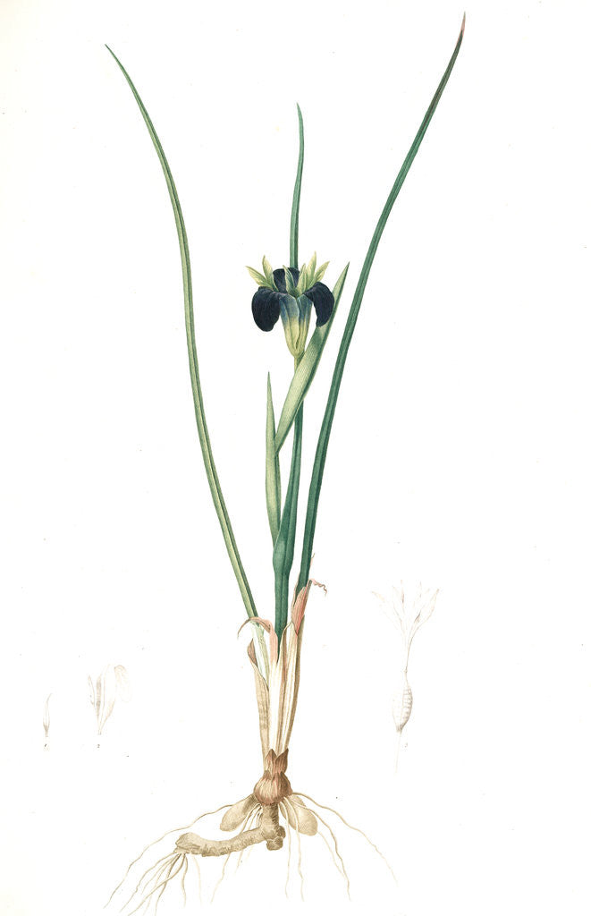 Detail of Iris tuberosa, Hermodactylus tuberosus; Snake's head Iris, Widow Iris by Pierre Joseph Redouté