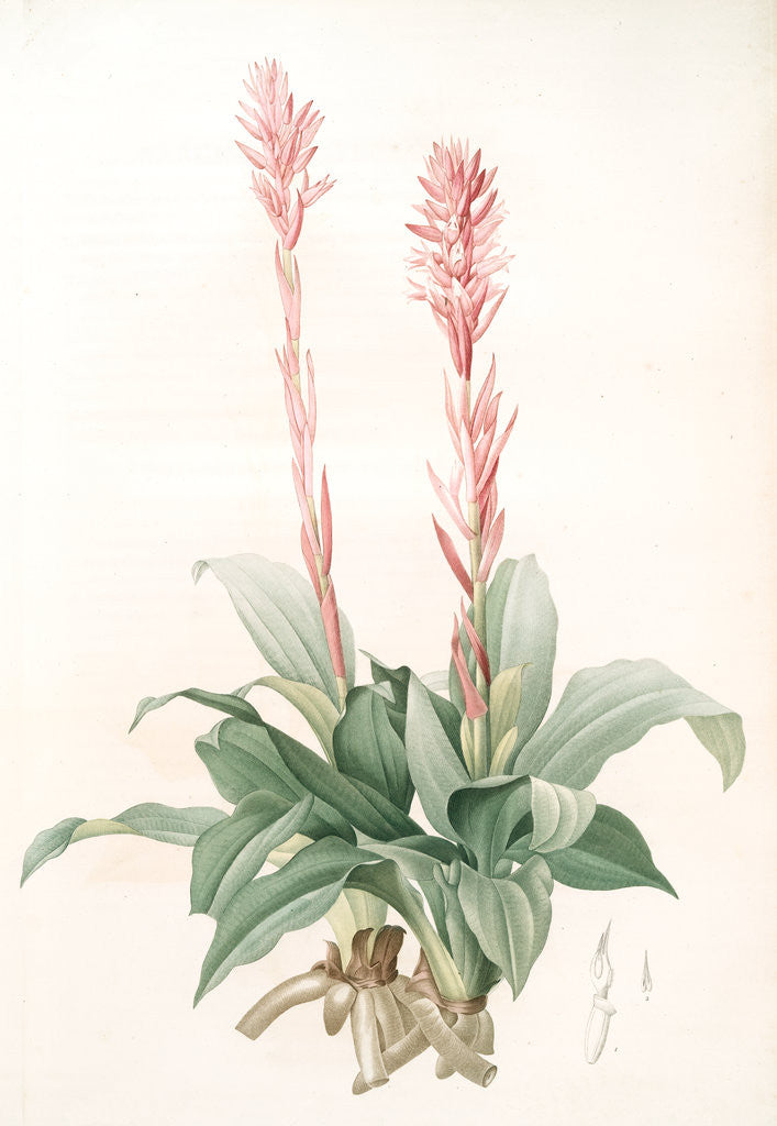 Detail of Neottia speciosa, Stenorhynchus speciosus; Néottie à fleurs roses by Pierre Joseph Redouté