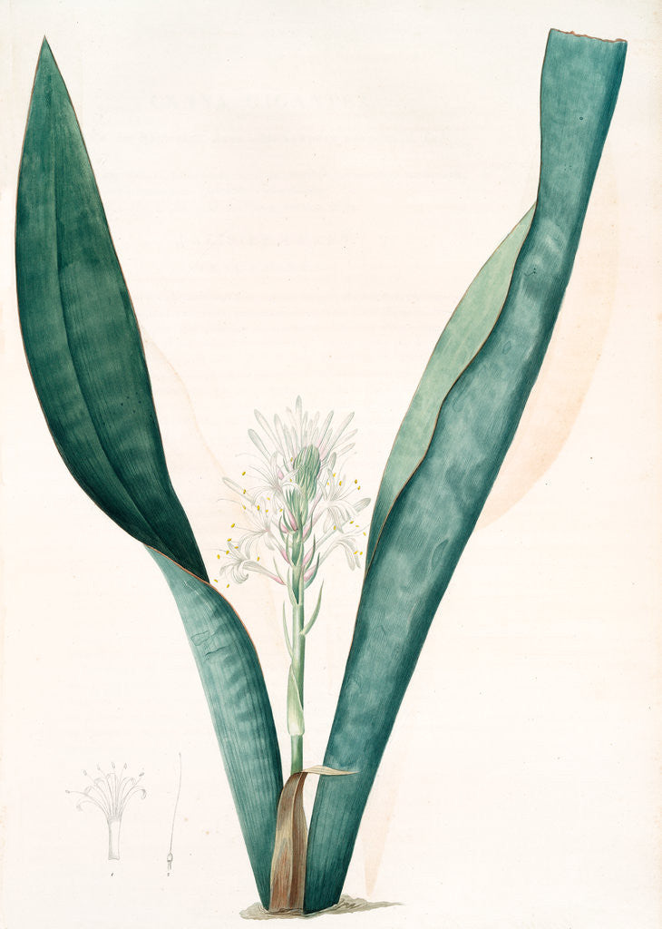 Detail of Sanseviera guineensis, Sansevieria thyrsiflora; Sansviera de Guinée, African hemp by Pierre Joseph Redouté