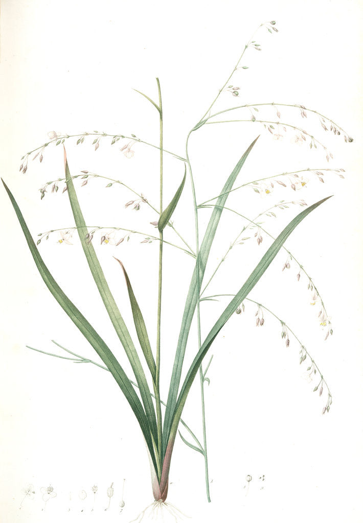 Detail of Anthericum milleflorum, Arthropodium paniculatum; Anthéric à millie fleurs, Pale Vanilla Lily by Pierre Joseph Redouté