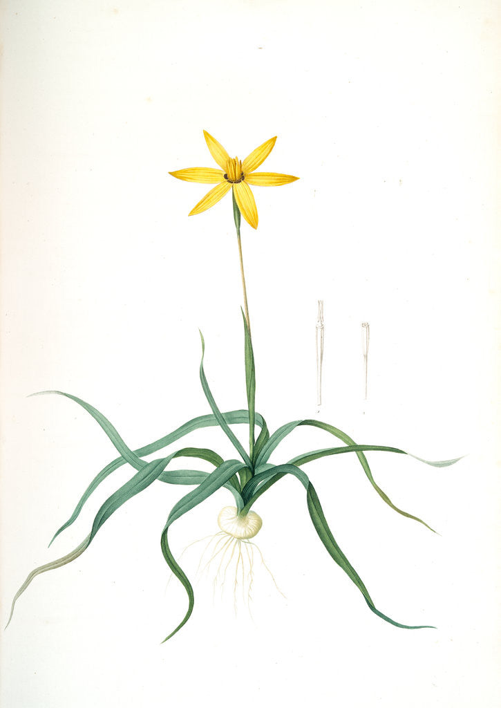 Detail of Hypoxis stellata, Hypoxis étoilée; South African Star-Grass by Pierre Joseph Redouté