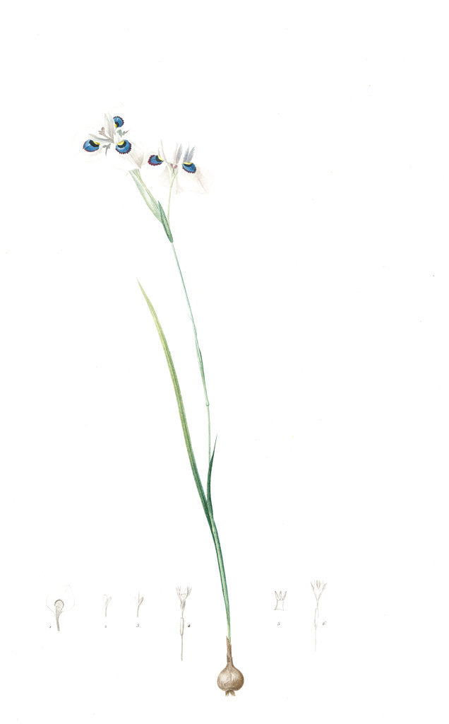 Detail of Vieusseuxia glaucopis, Moraea glaucopis; Vieusseuxie à taches bleues, Peacock Iris; Pavonia by Pierre Joseph Redouté