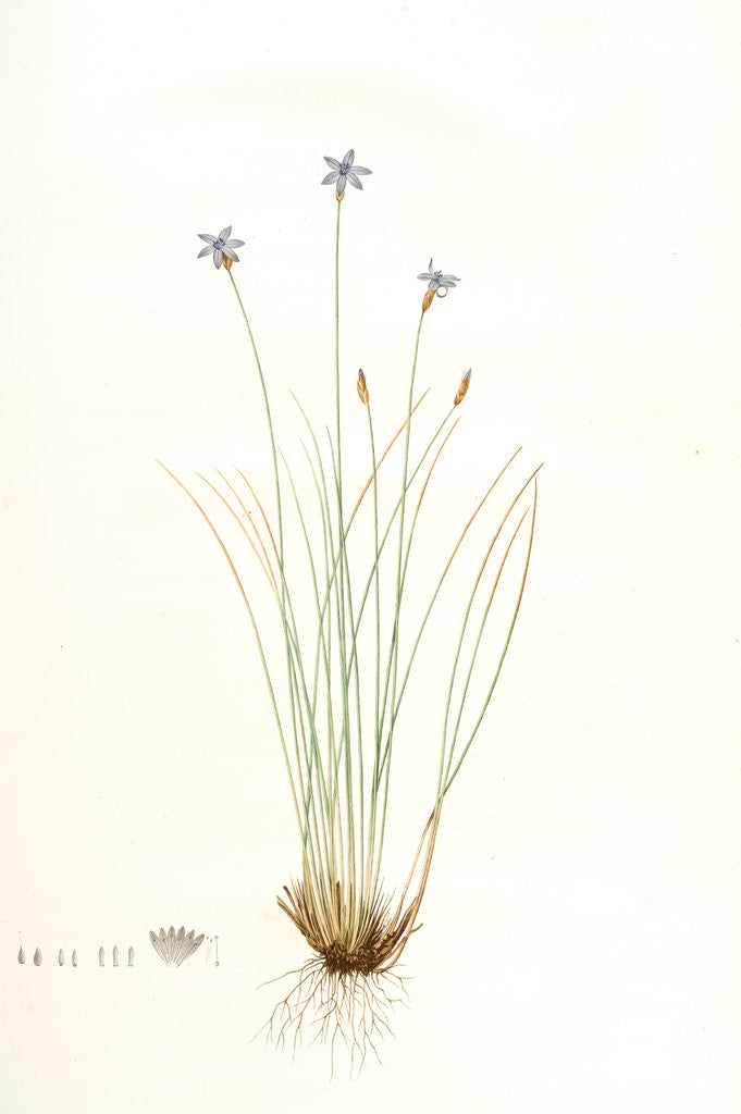 Detail of Aphyllanthes monspeliensis, Aphylanthe de Montpellier, Blue Grass Lily by Pierre Joseph Redouté