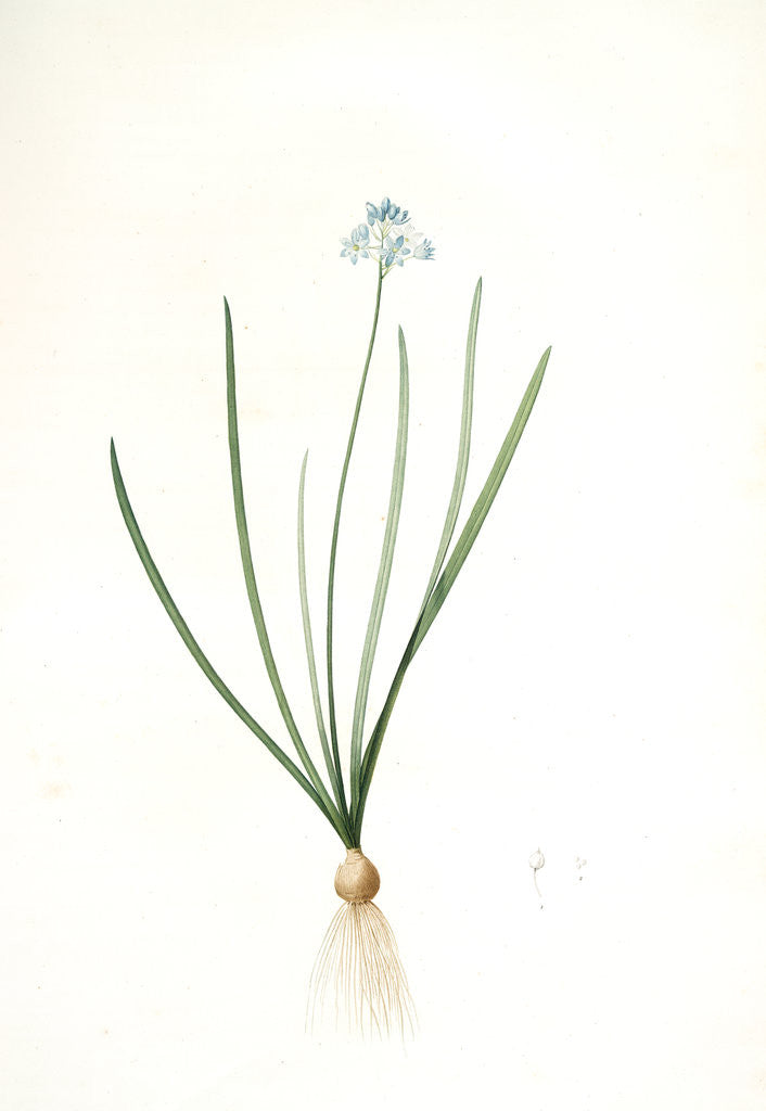 Detail of Scilla umbellata, Scilla verna; Scille en ombelle, Spring squill by Pierre Joseph Redouté
