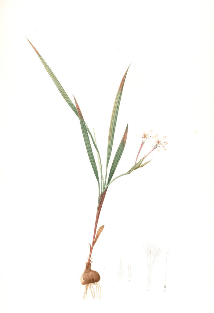 Detail of Gladiolus inclinatus, Babiana tubiflora; Glaïeul incliné, Long-tubed Babiana by Pierre Joseph Redouté