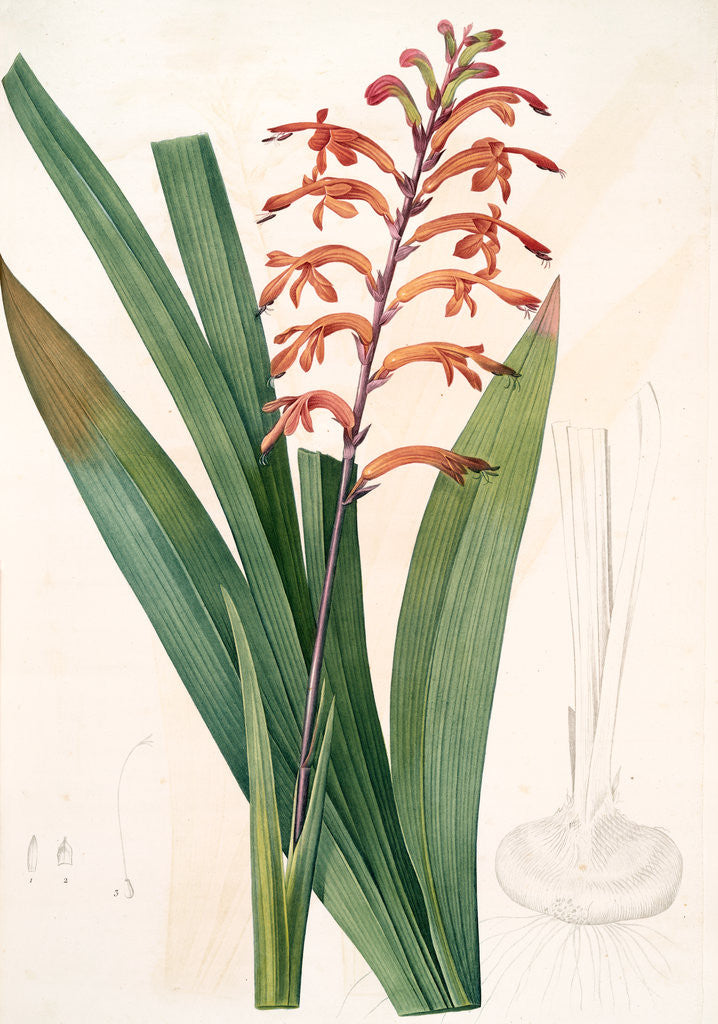 Detail of Antholyza praealta, Chasmanthe aethiopica; Antholyze élevée, Flag-leaved Antholyza by Pierre Joseph Redouté