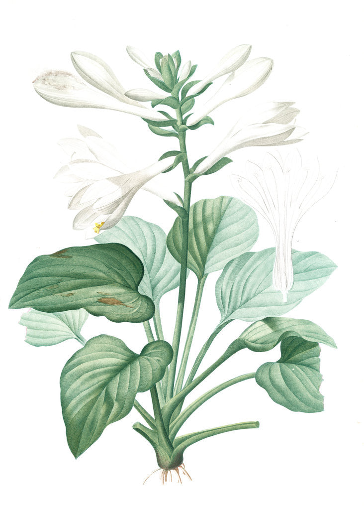 Detail of Hemerocallis japonica, Hosta plantaginea; Hémérocalle du Japon, August Lily; Plaintain Lily by Pierre Joseph Redouté