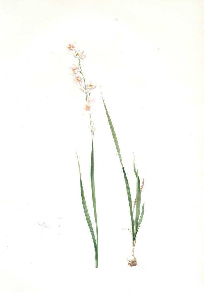 Detail of Ixia polystachia, Ixia flexuosa; Ixia à plusieurs épis, Bending-stalk'd Ixia by Pierre Joseph Redouté