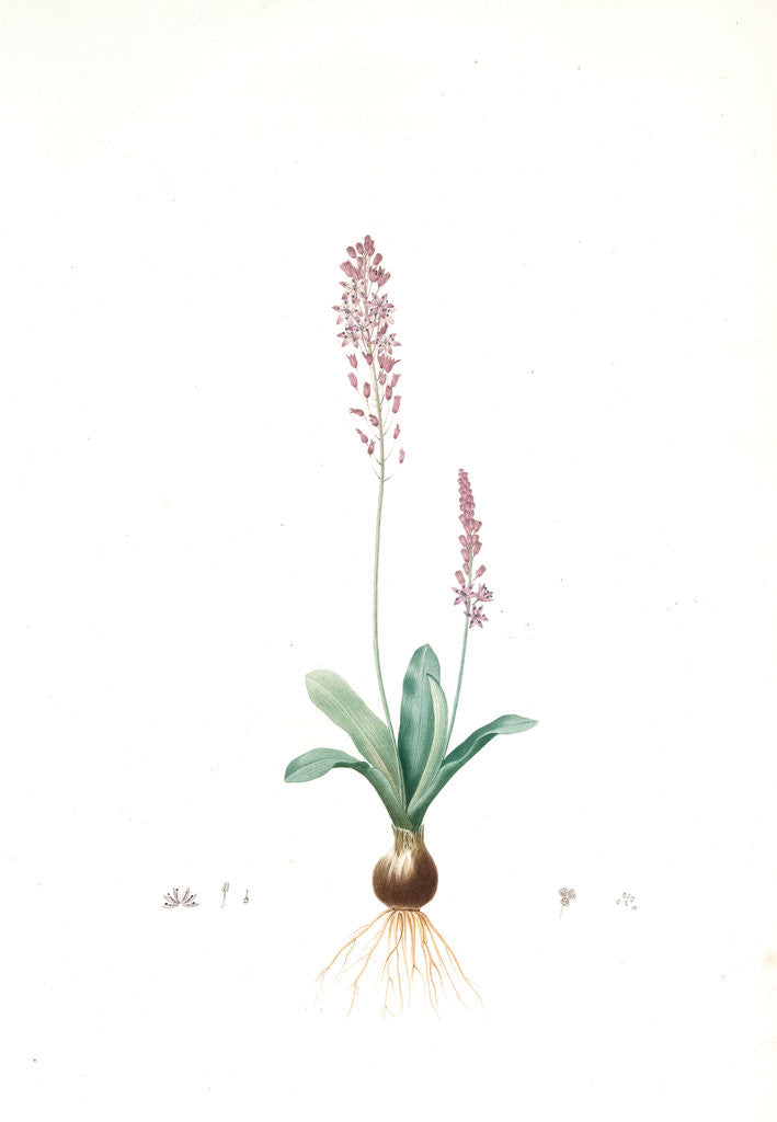 Detail of Scilla obtusifolia, Scilla obtusifolia; Sciile à feuilles obtuses by Pierre Joseph Redouté