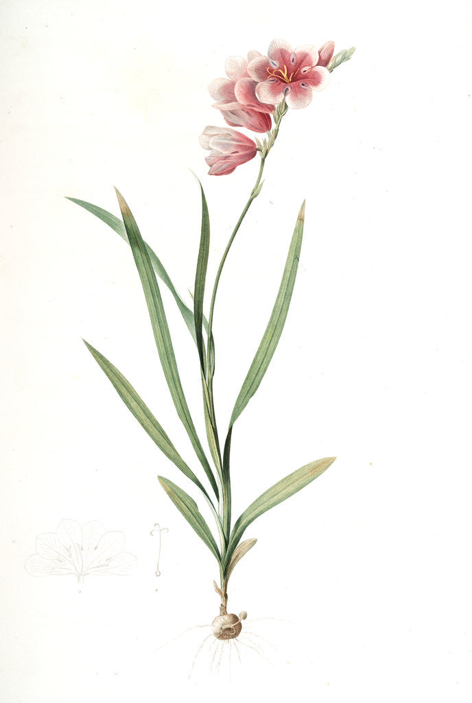 Detail of Ixia hyalina, Tritonia hyalina; Ixia demi-transparente; Tritonia by Pierre Joseph Redouté