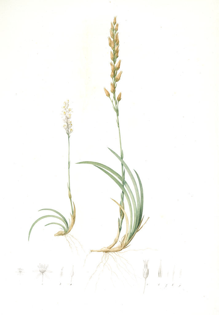Detail of Abama ossifraga, Narthecium ossifragum; Abama des marais; Bog-Ashpodel by Pierre Joseph Redouté