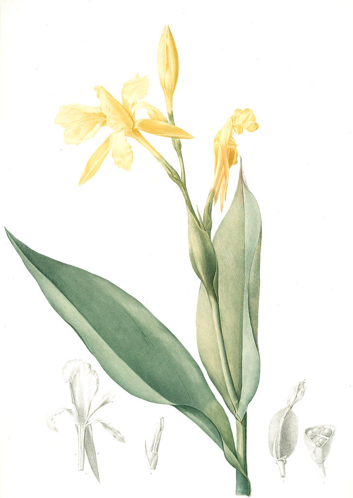 Detail of Canna flaccida, Balisier flasque, Golden Canna; Bandana of the Everglades by Pierre Joseph Redouté