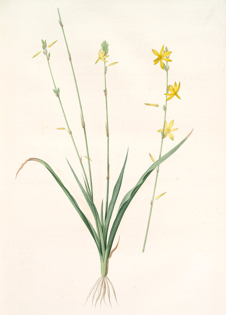 Detail of Echeandia terniflora, Echéandie à feuilles ternées, Craglily by Pierre Joseph Redouté