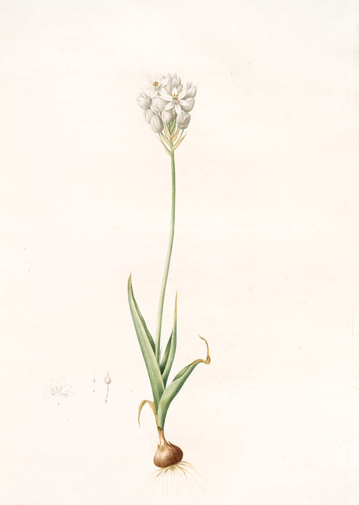 Detail of Ornithogalum thyrsoides, Ornithogale en Thyrse; Chincherinchee or African Wonder Flower by Pierre Joseph Redouté