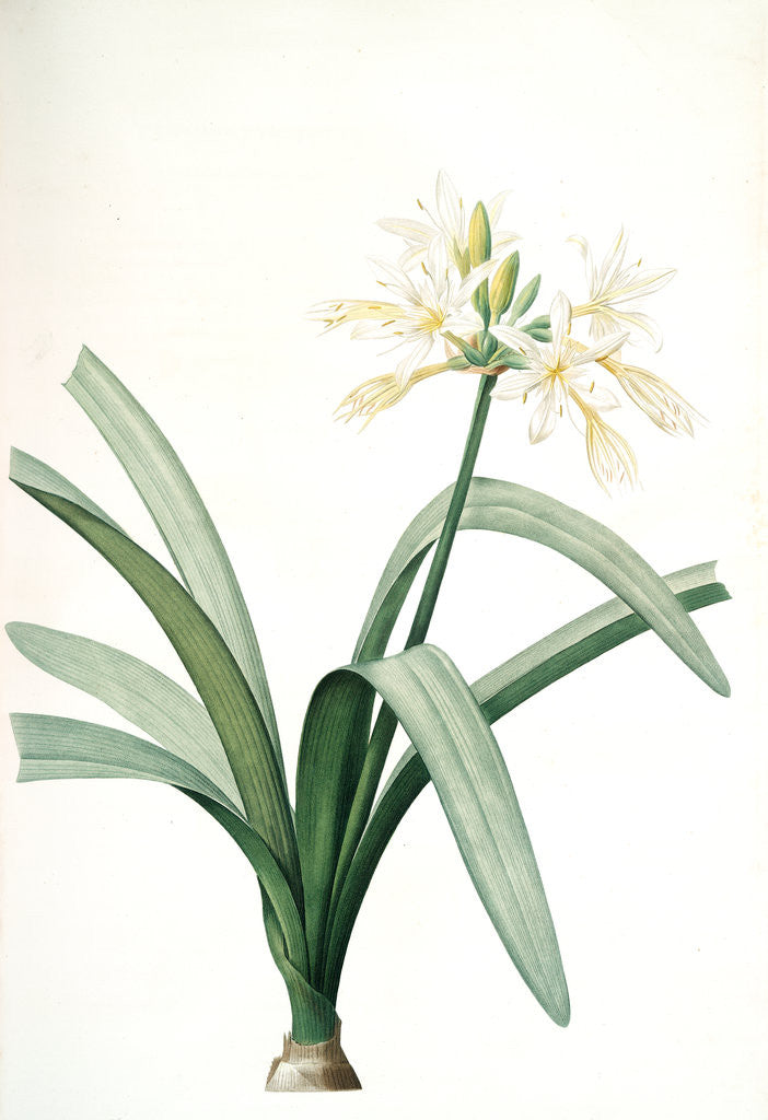Detail of Pancratium illyricum, Pancrace de Dalmatie by Pierre Joseph Redouté