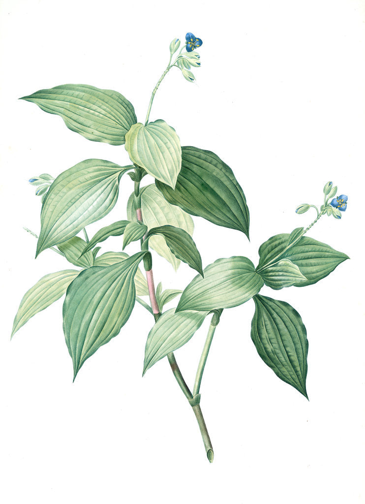 Detail of Tradescantia erecta, Tinantia fugax; Ephémère droite by Pierre Joseph Redouté