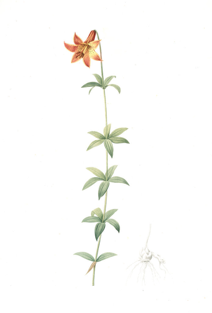 Detail of Lilium penduliflorum, Lilium canadense; lis à fleur pendante, Canadian lily; meadow lily by Pierre Joseph Redouté