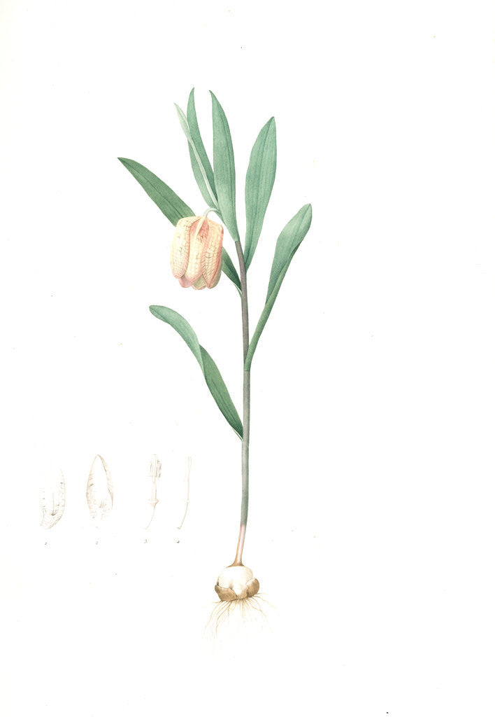 Detail of Fritillaria latifolia, Fritillaire à large feuille, Broad-leaved Fritillaria by Pierre Joseph Redouté