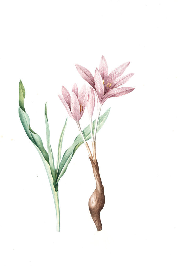 Detail of Colchicum variegatum, Colchique tacheté; Greek Autumn-Crocus by Pierre Joseph Redouté
