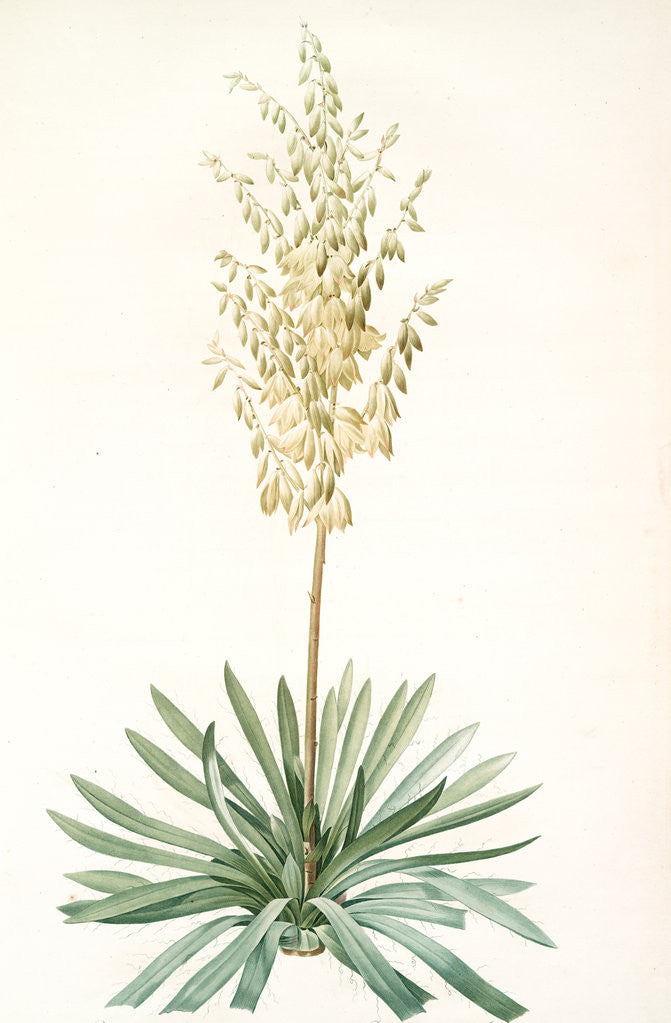 Detail of Yucca filamentosa, Yucca a filaments; Adams-needle (enlarged) by Pierre Joseph Redouté