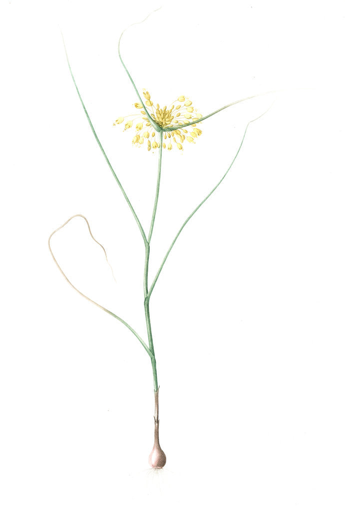 Detail of Allium flavum, Ail jaune; Yellow Allium by Pierre Joseph Redouté