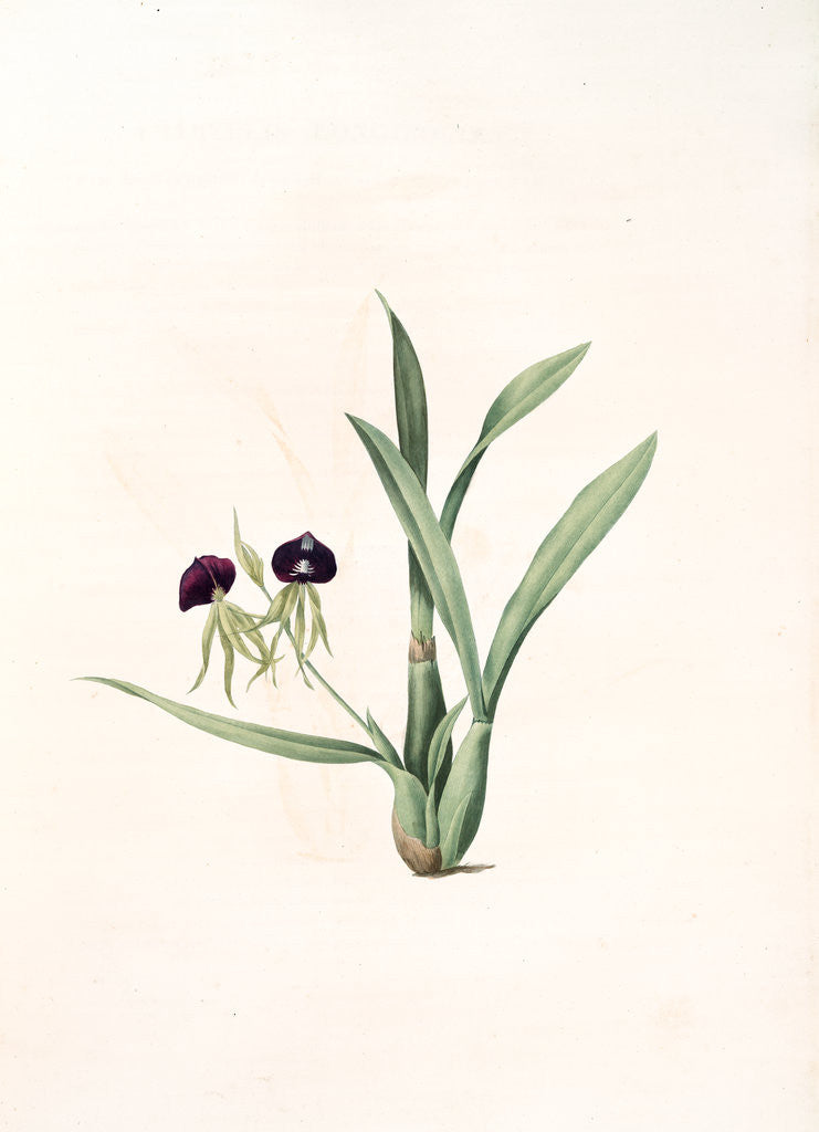 Detail of Epidendrum cochleatum, Ail à fleurs pendantes, Clamshell Orchid by Pierre Joseph Redouté