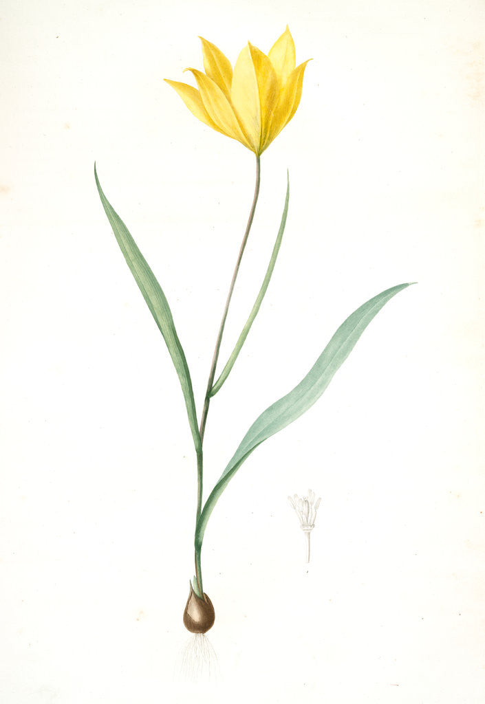 Detail of Tulipa sylvestris, Tulipa sauvage, Wild tulip; Woodland tulip by Pierre Joseph Redouté