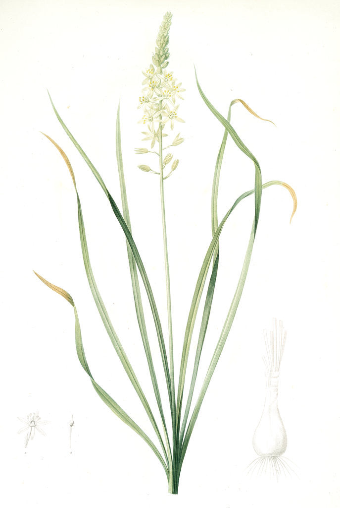 Detail of Ornithogalum pyrenaicum, Ornithogale ds Pyrénées, Pyrenees Star of Bethlehem; Bath asparagus by Pierre Joseph Redouté