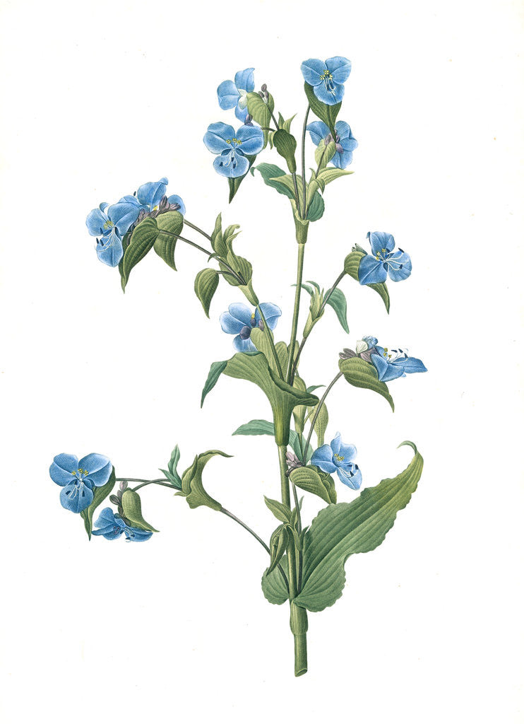 Detail of Commelina tuberosa, Commelina coelestis Comméline tubérose; Day-flower by Pierre Joseph Redouté