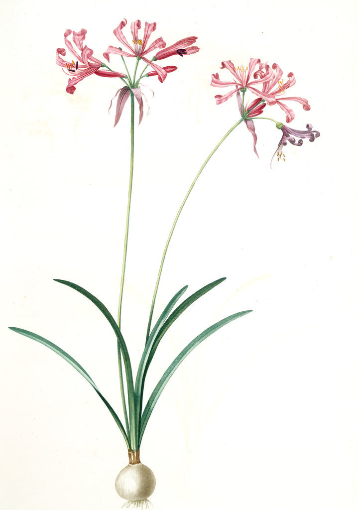 Detail of Amaryllis humilis, Nerine humilis; Amaryllis peu èlevèe, Nerine Lily by Pierre Joseph Redouté
