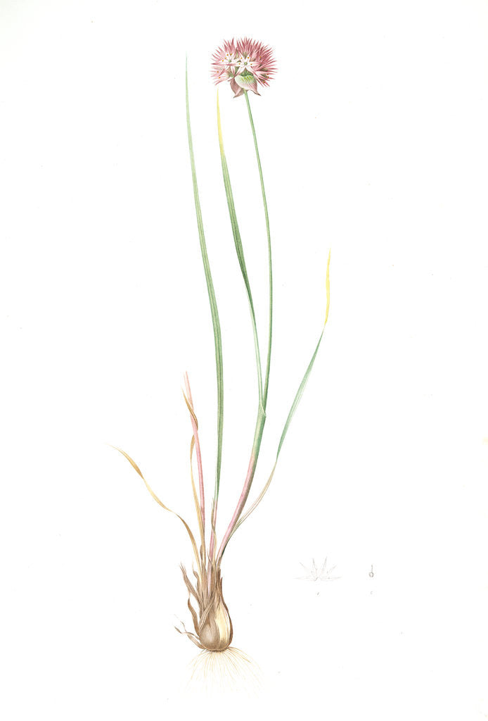 Detail of Allium foliosum, Allium Schoenoprasum; Ail feuille; Chive by Pierre Joseph Redouté
