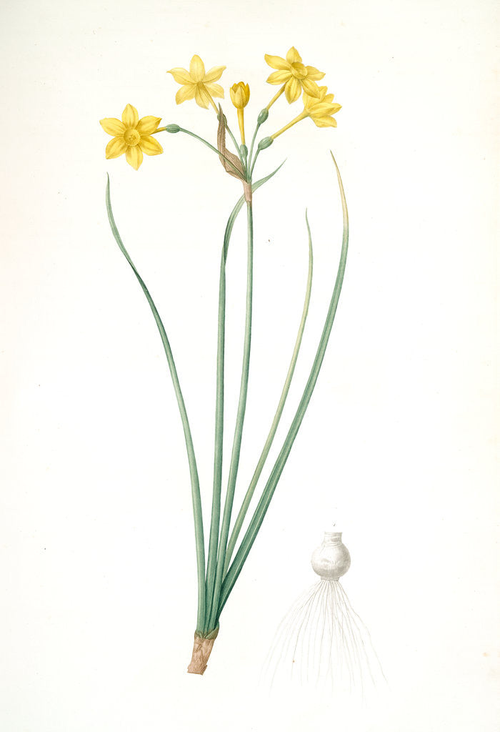 Detail of Narcissus jonquilla, Narcissus Jonquilla; Narcisse jonquille; Jonquil by Pierre Joseph Redouté