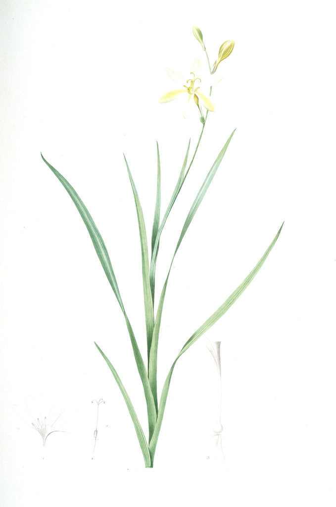 Detail of Ixia anemonae flora, Sparaxis bulbifera; Ixia fleur d'anémone, Wand flower by Pierre Joseph Redouté