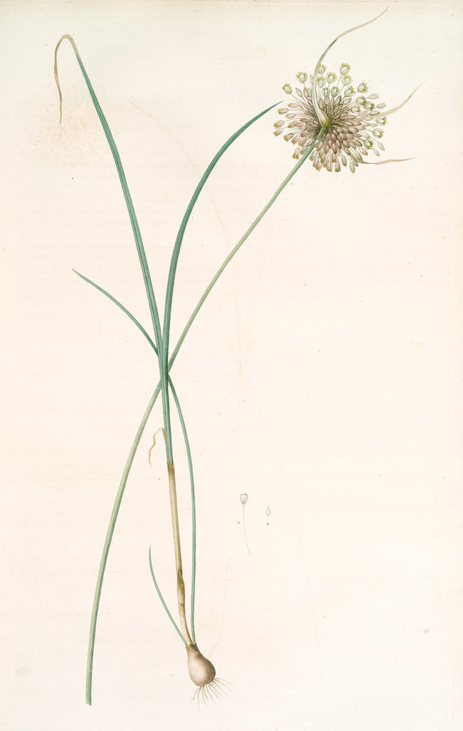 Detail of Allium longispathum, Allium paniculatum; Ail à longues spathes by Pierre Joseph Redouté